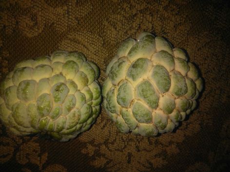 fisrt-sugar-apples-from-tree